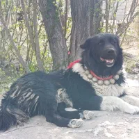 واگذاری سگ نر