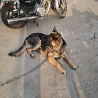 سگ ۷ ماه|سگ|فردیس, سرحدی|دیوار