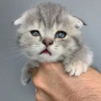 اسکاتیش بلوگلد و بریتیش تبی گلد