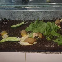 حلزون|خزنده|بندرعباس, |دیوار