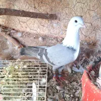 کفترکلاغ کربلایی کاکلی کله سفیدسر سفید کاکلی|پرنده|کاشمر, |دیوار