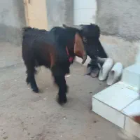 کهره نر|حیوانات مزرعه|دلوار, |دیوار