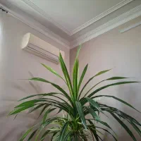 گل پاندانوس