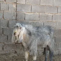 پازن چپش  کهره