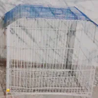 سه مرغ عشق با قفس|پرنده|سراوان, |دیوار