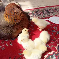 مرغ تخمگذار