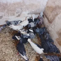 انواع کفتر