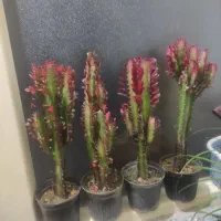 حراج گل|گل و گیاه طبیعی|اصفهان, پوریای ولی|دیوار