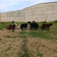 دوعدد قوچ یه عدد بره قوچ