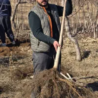 نهال گردو مقاوم و اقتصادی