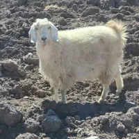 بز محلی ابستن|حیوانات مزرعه|گلزار, |دیوار