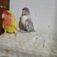 کوتوله|پرنده|سبزوار, شرق کال شمالی|دیوار