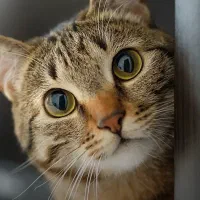 خانم برای کار نظافت و خدمات در پانسیون تخصصی گربه