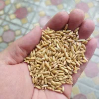 بذرگندم درشت وقابل کشت