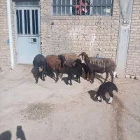 میش و بره|حیوانات مزرعه|نهاوند, |دیوار