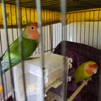 طوطی برزیلی مولد بشرط