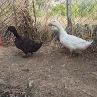 اردک تخم گذار و گوشتی