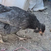 تخم نطفه دارگلین|حیوانات مزرعه|خمینی‌شهر, |دیوار