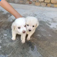 توله سگ شیتزو