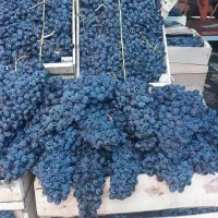 کشمش آفتابی مویز شیراز شیره خرما انگور شانی سنندج