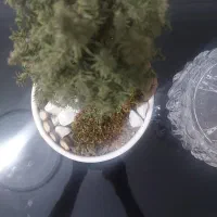 بنا سنگ کار کاشی کار عایق کار