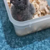 گرینچیک سرلاکی|پرنده|تبریز, |دیوار