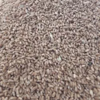 گندم|عمدهفروشی|گرگان, |دیوار