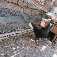 کبوتر ...