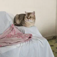 گربه بریتیش|گربه|کرج, عظیمیه|دیوار