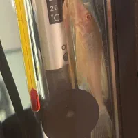 کت سلفین|ماهی|کرج, عظیمیه|دیوار