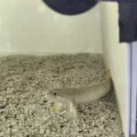 ماهی پولی معمولی|ماهی|یزد, |دیوار