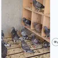 کفتر ، پلاکی ،