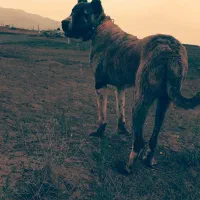 سگ قابل معاوضه با گوسفند