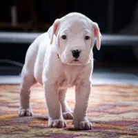 توله ماده داگو آرژانتینو اصل