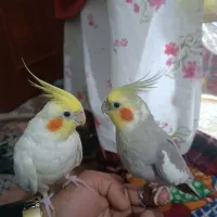 عروس هلندی رام