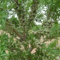 نهالستان مرکبات صاحب الزمان(ع)|خدمات باغبانی و درختکاری|شیراز, حافظیه|دیوار