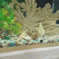 آکواریوم|ماهی|کرمانشاه, |دیوار