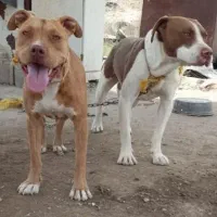 سگ پیتبول و امریکن بولی