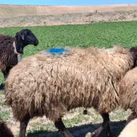 قوچ|حیوانات مزرعه|چادگان, |دیوار