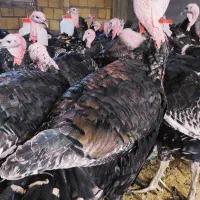 آگهی فروش بوقلمون برنز و بوربون