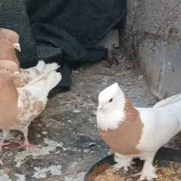 ۲۰ تا کبوتر بهبونی، تعدادی قناری (فسا)