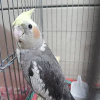 عروس هلندی نر 3ماهه سخنگو با قفس