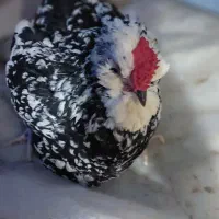 مرغ کرچ گلین ریشو چهل تاج زیبا جوان با ۱۵ تخم گلین