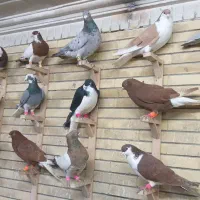 کبوتربوم|پرنده|مشهد, کوشش|دیوار