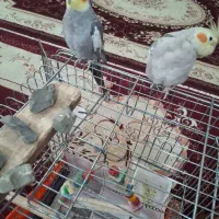 عروس هلندی|پرنده|نوشهر, |دیوار