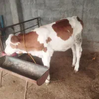 فروش گوساله ماده سیمینتال