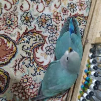 جوجه طوطی برزیلی