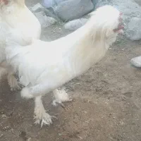 خروس ابریشمی