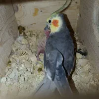 جفت عروس هلندی نروماده با دوتا جوجه|پرنده|زنجان, |دیوار