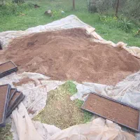 گِل اَلک شده